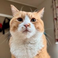 飼い主を見つめる猫