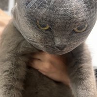 排水溝ネットを被った猫の怒りの表情
