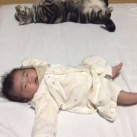 仰向きで眠る猫