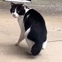振り向く猫