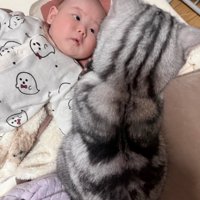 赤ちゃんを見守る猫