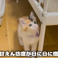 ベッドフレームの脇で上を向く子猫