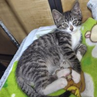 毛布の上に乗る子猫
