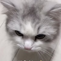 ママに近づくミヌエット