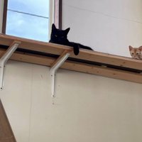 高い場所にいる二匹の猫の写真