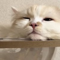 キャットタワーでくつろぐ猫の写真3