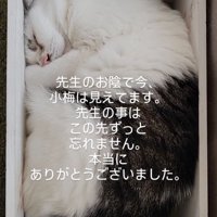 箱の中にすっぽり収まって眠る子猫