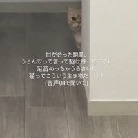 壁の陰から飼い主を見つめる猫