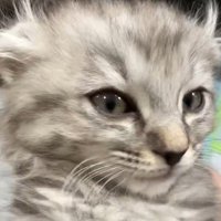 子猫のドアップ
