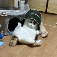 トンネルのおもちゃに入って足を大きく広げる猫