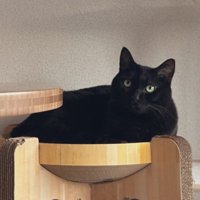 爪とぎの上で横になる黒猫