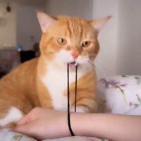 飼い主の腕に付いた髪ゴムを咥えながら、飼い主を見つめる猫
