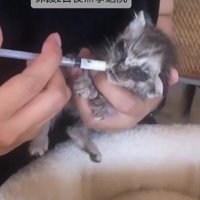 ミルクを飲む子猫