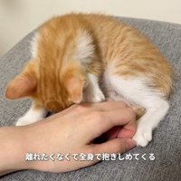 手に潜り込もうとする子猫