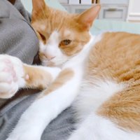 こちらを見る姿
