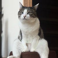 後ろ足を投げ出してスツールの上でお座りしている猫（ヒキ）