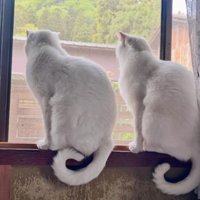 ニャルソックしている猫