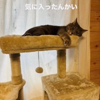 キャットタワーのベッドで寛ぐサバトラ猫