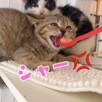 ハチワレ子猫の前でスプーンに向かって威嚇しているキジトラ子猫