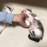 触られるオハナくん