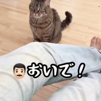 座って猫を呼ぶ男性