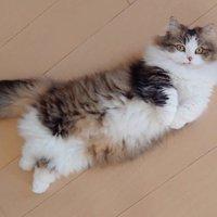 別日の猫さん