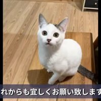 お座りして見上げる子猫