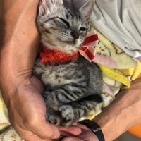 飼い主に抱っこされている首にリボンをつけた猫