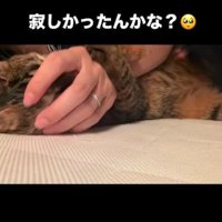 人の手のひらに顔をうずめる猫