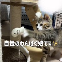 おもちゃに猫パンチする子猫