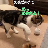 妹猫をたしなめる兄猫