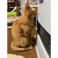 ファンヒーターと猫