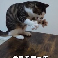 真剣な表情を見せる猫