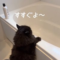 おふろでつかまり立ちをして洗われている黒猫