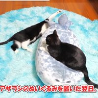 置いた翌日