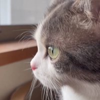 窓から外を見ている猫