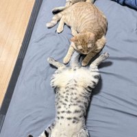 3匹の猫が縦並びになっている光景