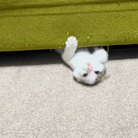 ソファの下で遊ぶ子猫
