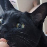 つぶらな瞳の猫