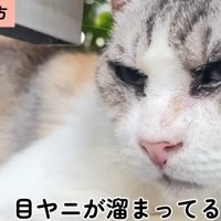 保護当初のキャリーちゃん