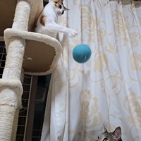 ボールをスカす猫