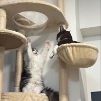 威嚇する猫と見つめる猫6
