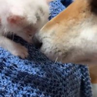 子猫のニオイを嗅ぐ柴犬