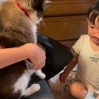 抱っこされる猫