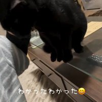 撫でられている黒猫