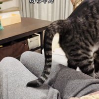 ママの膝の上から移動するキジ白猫