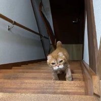 階段の途中で足を止める猫