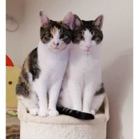 室内にいる猫