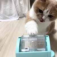 おもちゃで遊ぶ猫の写真2