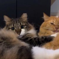 2匹の猫（茶トラが舌を出す）